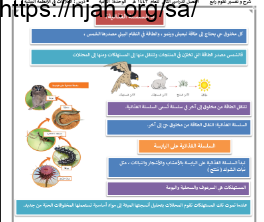 السلسلة الغذائية علوم رابع ابتدائي الفصل الثاني