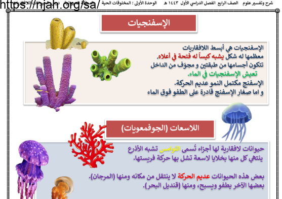 ملخص درس الحيوانات اللافقاريات (الإسفنجيات) علوم رابع ابتدائي الفصل الاول