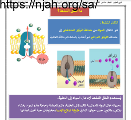 ملخص درس الخلية النباتية و الحيوانية (ما النقل النشط؟) علوم سادس ابتدائي الفصل الاول