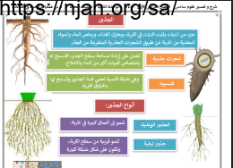 ملخص درس عمليات الحياة في النباتات (الجذور) علوم سادس ابتدائي الفصل الاول