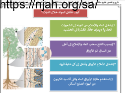 ملخص درس عمليات الحياة في النباتات (كيف تنتقل المواد خلال النبات؟) علوم سادس ابتدائي الفصل الاول