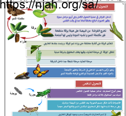 ملخص درس ما دورات الحياة (التحول إلكامل) علوم خامس ابتدائي الفصل الاول