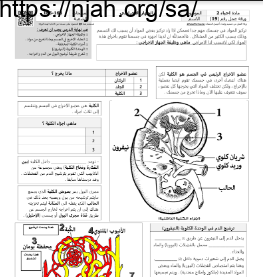 ورقة عمل الجهاز الإخراجي مع الحل مقرر أحياء 2 أ. فيصل الجمعان