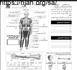 ورقة عمل الجهاز الهيكلي مع الحل مقرر أحياء 2 أ. فيصل الجمعان