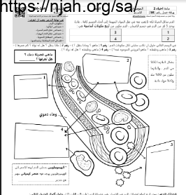 ورقة عمل الدم مع الحل مقرر أحياء 2 أ. فيصل الجمعان