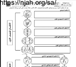 ورقة عمل تمرين على مراحل الانقسام المنصف مع الحل مقرر أحياء 3 أ. فيصل الجمعان